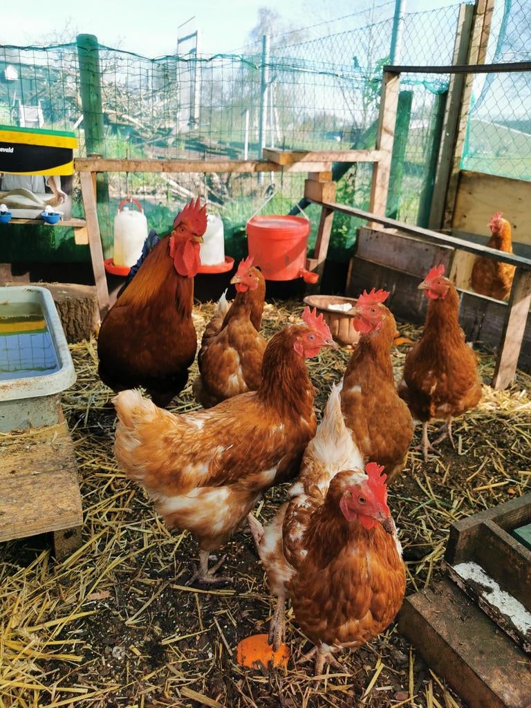 Broedeieren leg kippen, Geslacht onbekend, Kip