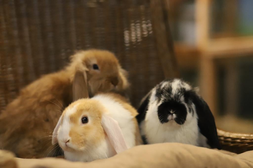 Dwergkonijn | Jonge konijnen | Verschillende kleurslagen, Dieren en Toebehoren, Konijnen, Meerdere dieren, Dwerg, 0 tot 2 jaar