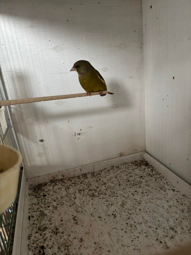 Groenling, Dieren en Toebehoren, Vogels | Overige Vogels, Mannelijk