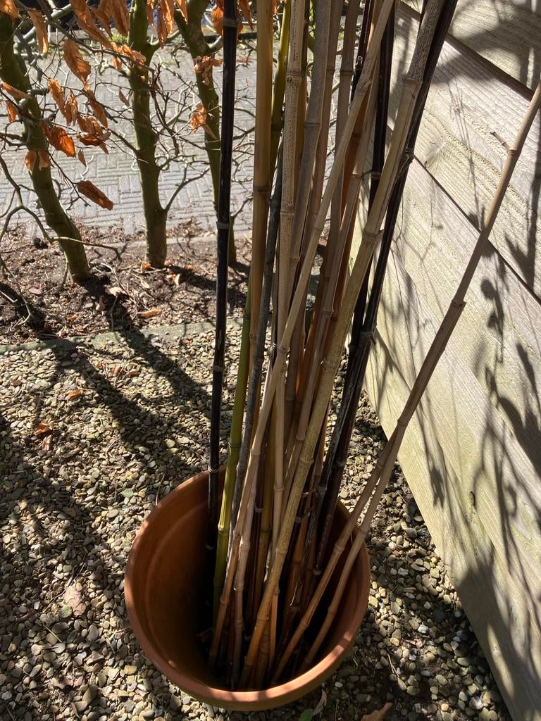 Diverse bamboestokken voor tuin of decoratie, Ophalen, Gebruikt
