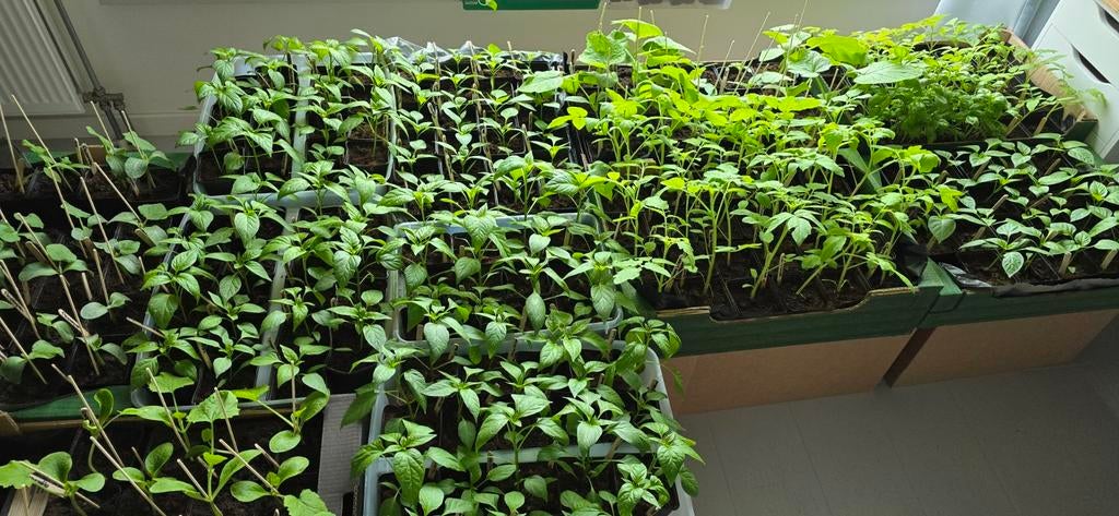 Groenteplantjes / moestuinplantjes, Tuin en Terras, Planten | Tuinplanten, Ophalen, Eenjarig, Groenteplanten, Volle zon