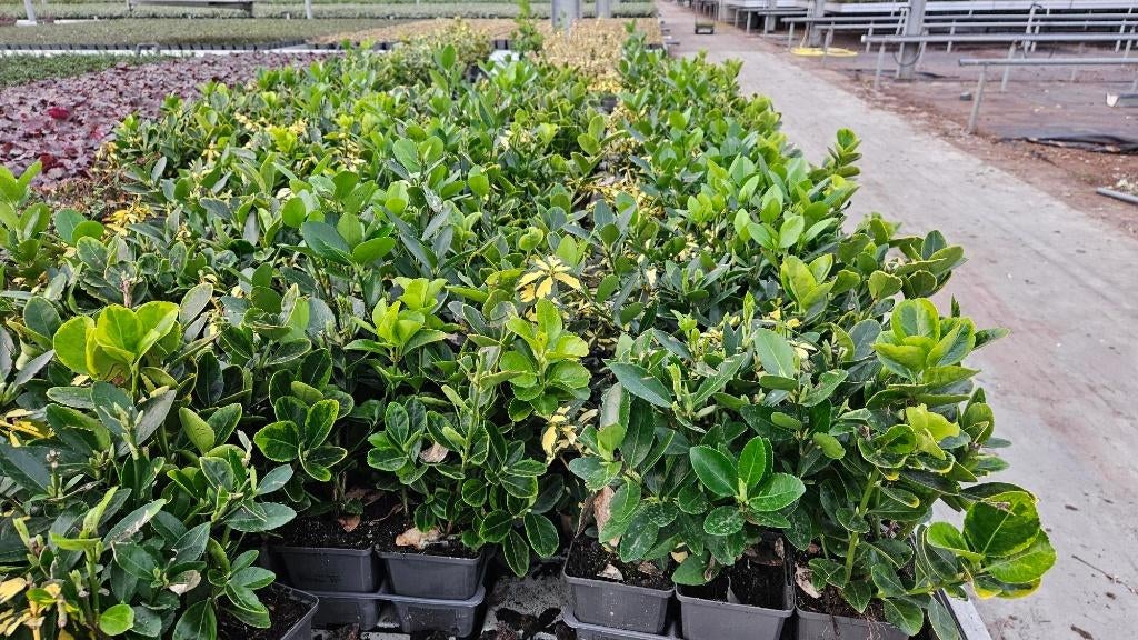 Euonymus Japonicus Mix - restpartij - goedkoop, Tuin en Terras, Planten | Tuinplanten, Bodembedekkers, Volle zon, Vaste plant
