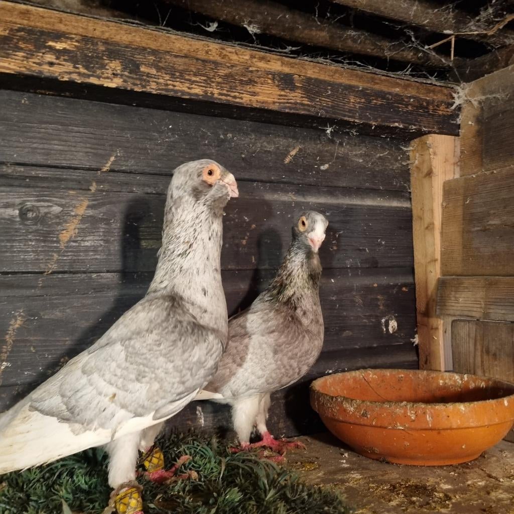 Duiven koppel te koop, Meerdere dieren, Overige soorten