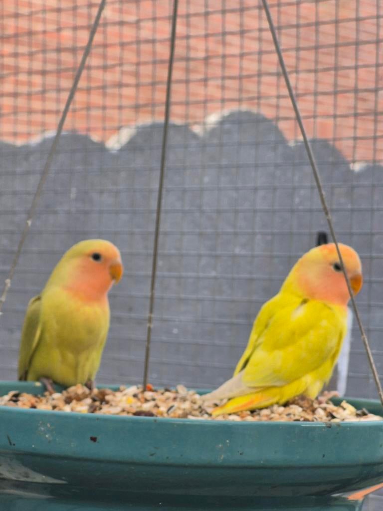 Dwergpapegaai agapornis roseicollis kuikens mogen weg, Dieren en Toebehoren, Vogels | Parkieten en Papegaaien, Geslacht onbekend