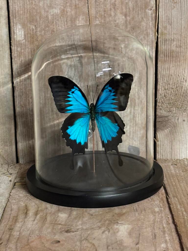 Mooie stolp met een opgezette vlinder (Papilio Ulysses), Ophalen of Verzenden, Nieuw, Insect, Opgezet dier