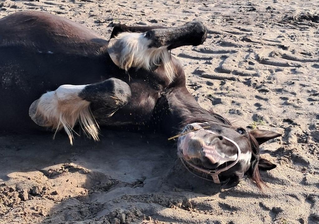 Ontspanning voor je paard