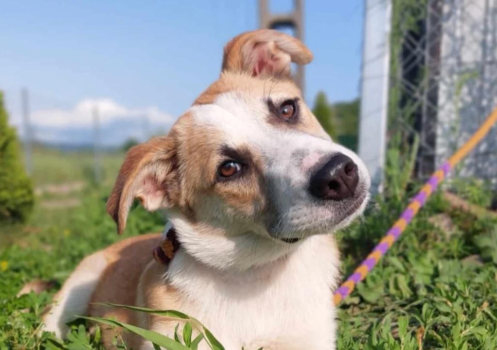 YVETTE, ZACHTAARDIG, MENSGERICHT, JONG, TEEFJE, 1 JAAR JONG, Particulier, 1 tot 2 jaar, Buitenland, Teef
