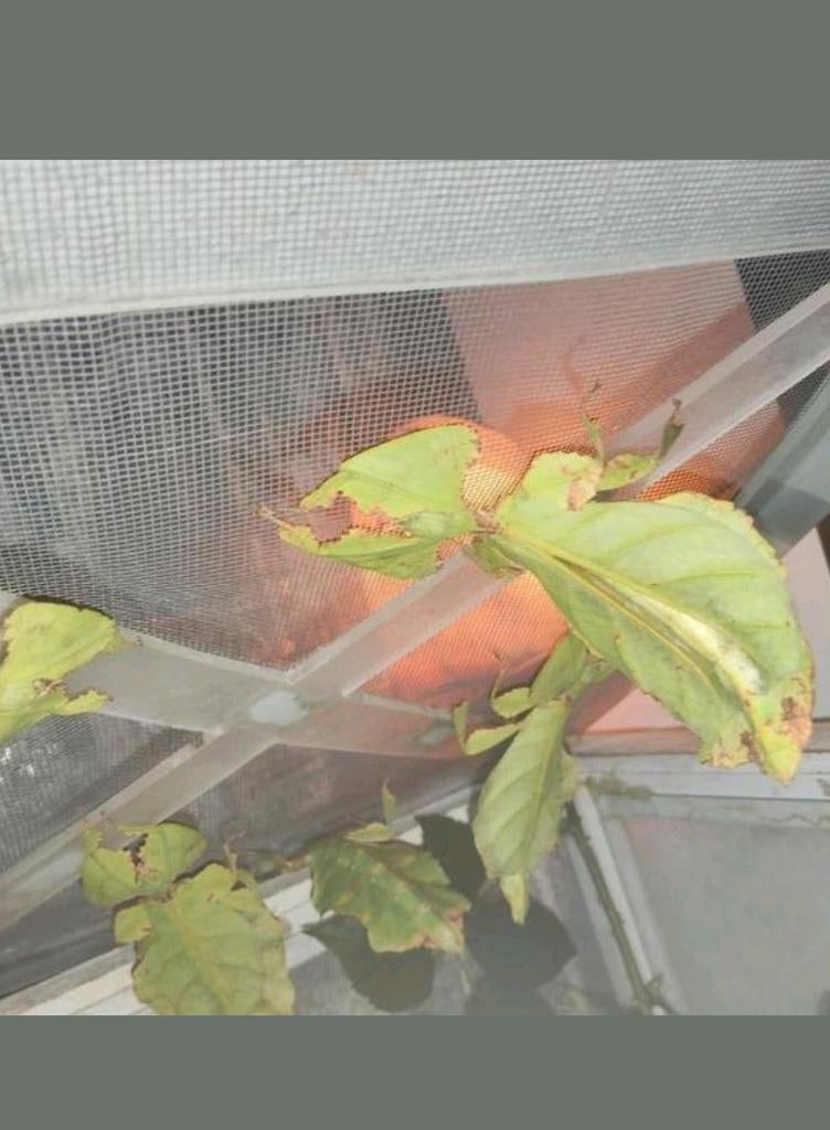 Psg 72 phyllium giganteum nimfen en eitjes, Dieren en Toebehoren, Overige soorten