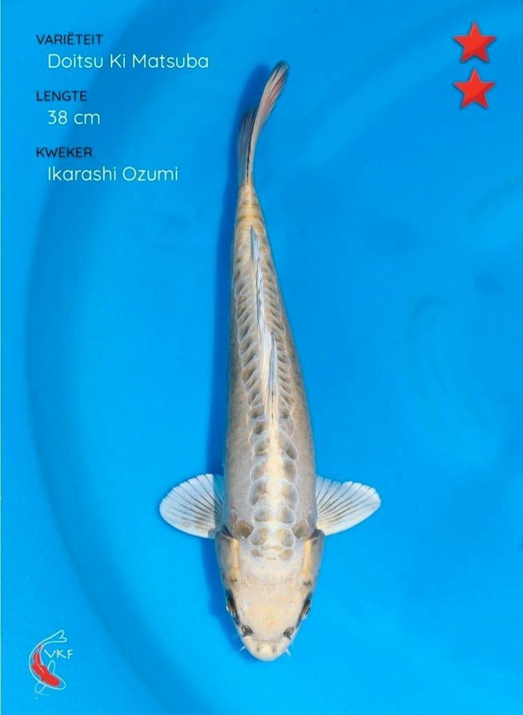 Japanse Koi, Karper of Koi