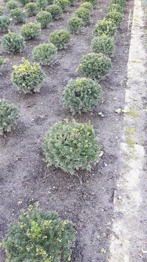 Taxus bollen, Tuin en Terras, Ophalen, Bloeit niet, Overige soorten, Halfschaduw