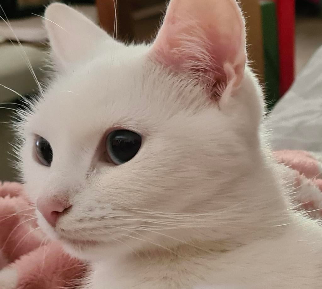 Lieve Senna (Turkse Angora/Turkse Van) zoekt een nieuw thuis, Poes