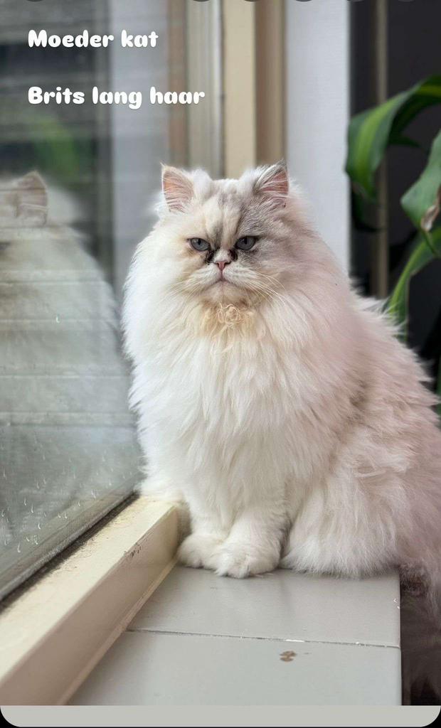 Katten langhaar, Meerdere dieren, 0 tot 2 jaar