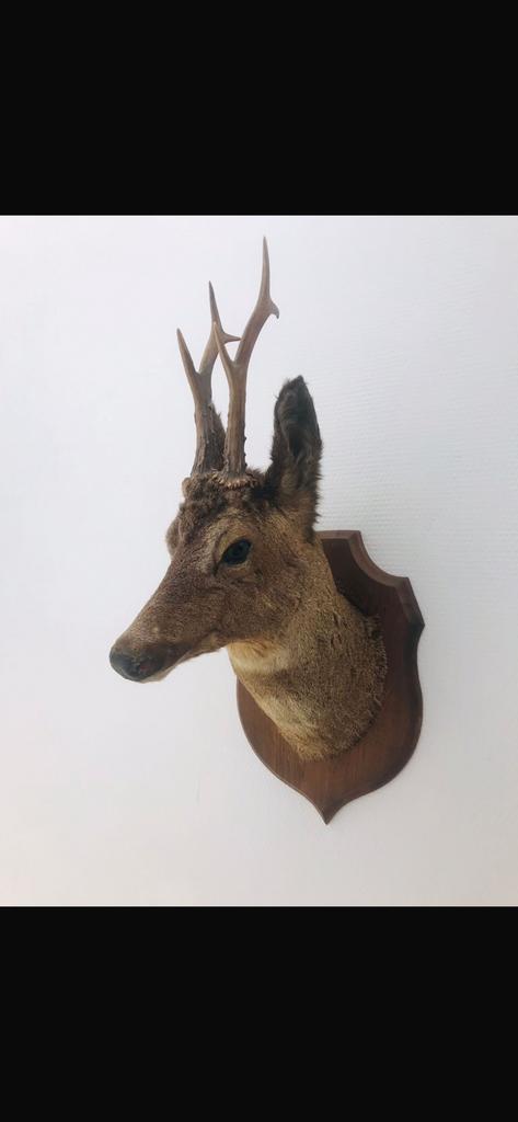 Opgezet herten reeen kopje, Ophalen of Verzenden, Zo goed als nieuw, Opgezet dier