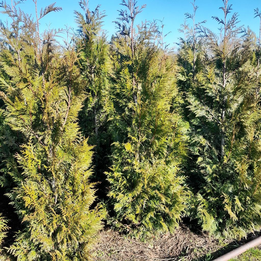 Haagconiferen Thuja brabant en Martin, Ophalen, Conifeer, Haag, 100 tot 250 cm