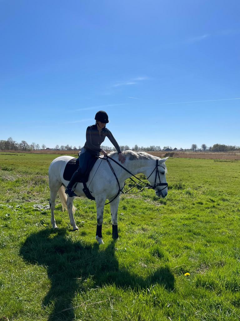 KWPN merrie met karakter en potentie voor recreatie/sport, Dieren en Toebehoren, Paarden, Merrie, Met stamboom, M, 11 jaar of ouder