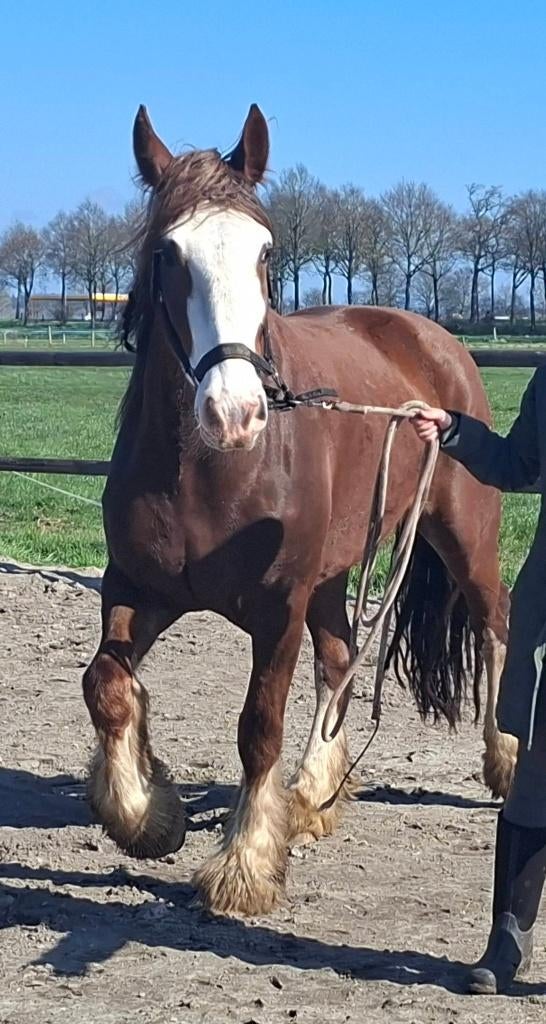 5 jarige vos drumhorse (shire x tinker) merrie., Merrie, Gechipt, Onbeleerd, Recreatiepaard