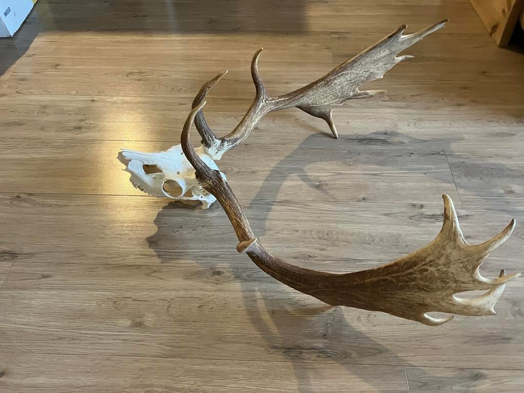 Damhert schedel gewei, Ophalen, Zo goed als nieuw, Hert, Schedel