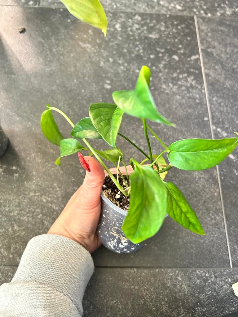 Epipremnum pinnatum green form - Jonge plant, Ophalen of Verzenden, Halfschaduw, Minder dan 100 cm