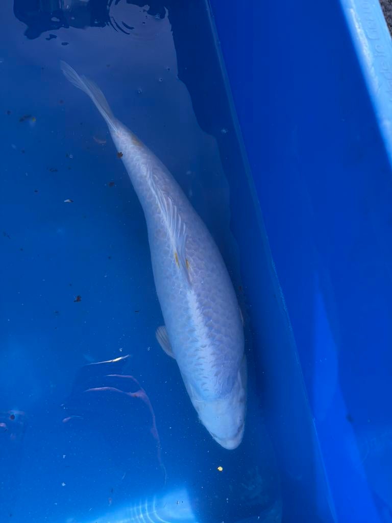 Mooie Platina ogon koi, Karper of Koi