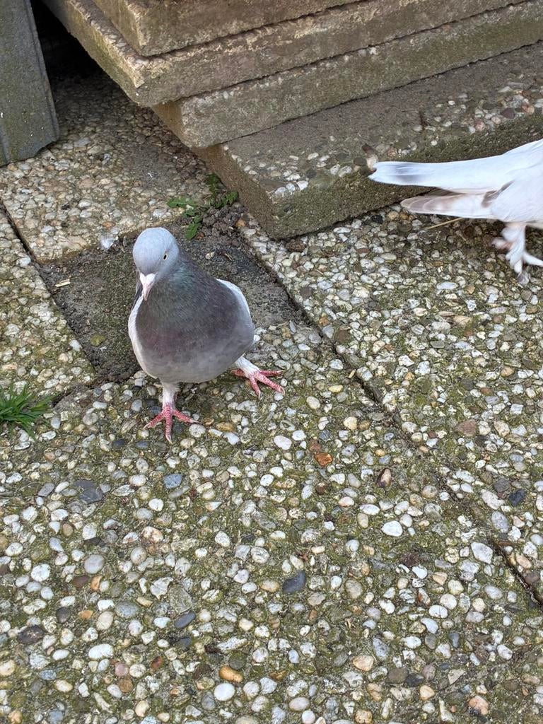 Takla doffer Irakese, Mannelijk, Tuimelaar of Roller