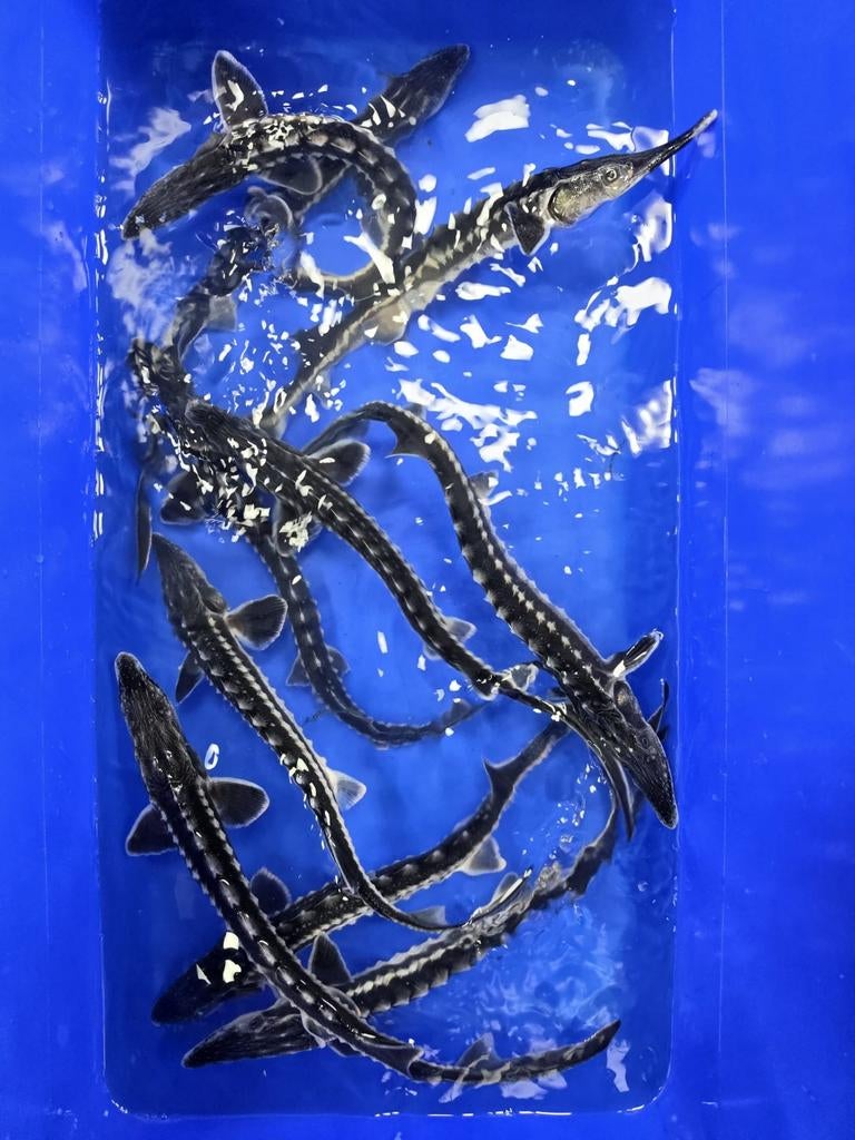 Stellatus Steur 35-40 cm, Steur