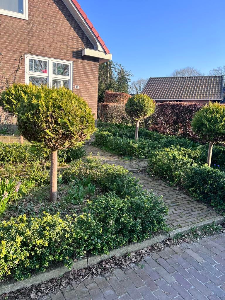 4 Coniferen bollen op stam, ca. 150 cm hoog, Tuin en Terras, Volle zon, Vaste plant, Bloeit niet, Ophalen