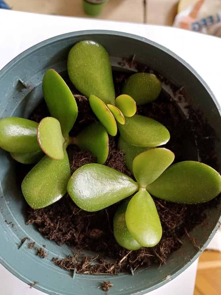 Vetplant te koop, Ophalen, Minder dan 100 cm, In pot, Bloeit niet