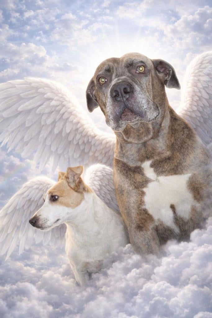 GOUDEN MANDJE AANGEBODEN! Herplaatser gezocht!, 6 jaar of ouder, Jack Russell Terriër, CDV (hondenziekte), Geslacht onbekend