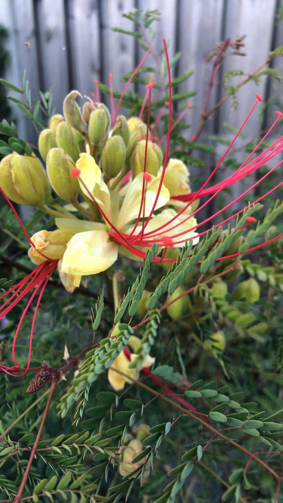Caesalpinia gilliesii - Paradijsvogelstruik, Overige soorten, Volle zon, Vaste plant, Ophalen of Verzenden