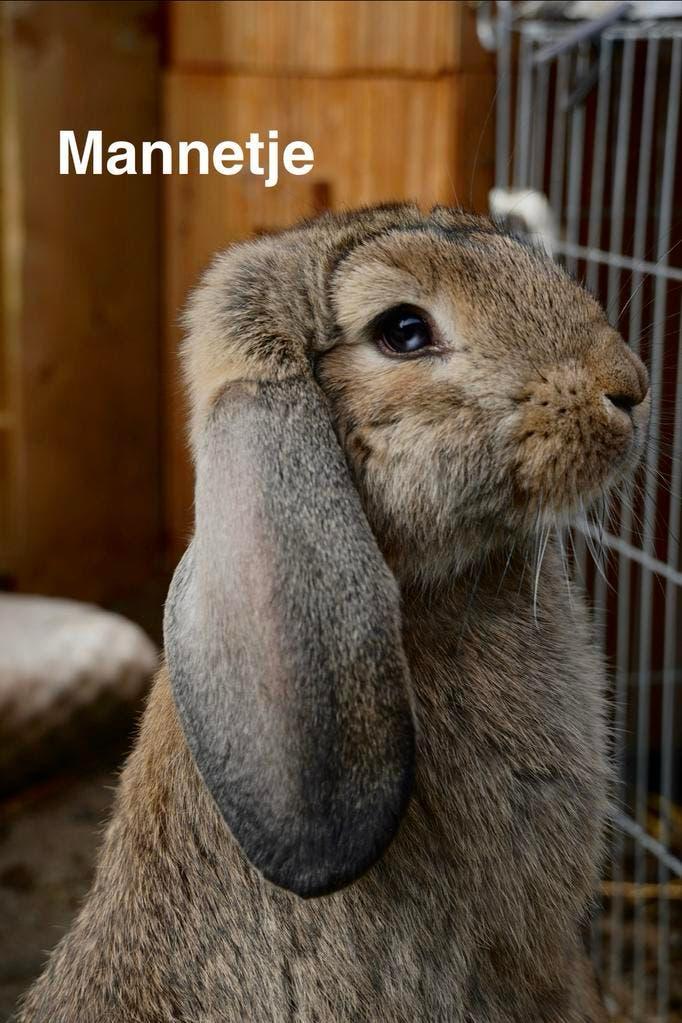 Franse hangoor konijnen, Dieren en Toebehoren, Konijnen, Meerdere dieren, Groot, Hangoor, 0 tot 2 jaar