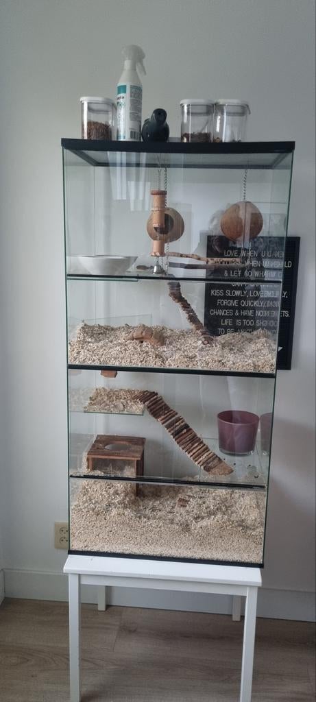 Gerbilarium te koop!!!, Ophalen of Verzenden, 75 tot 110 cm, Kooi, Minder dan 60 cm