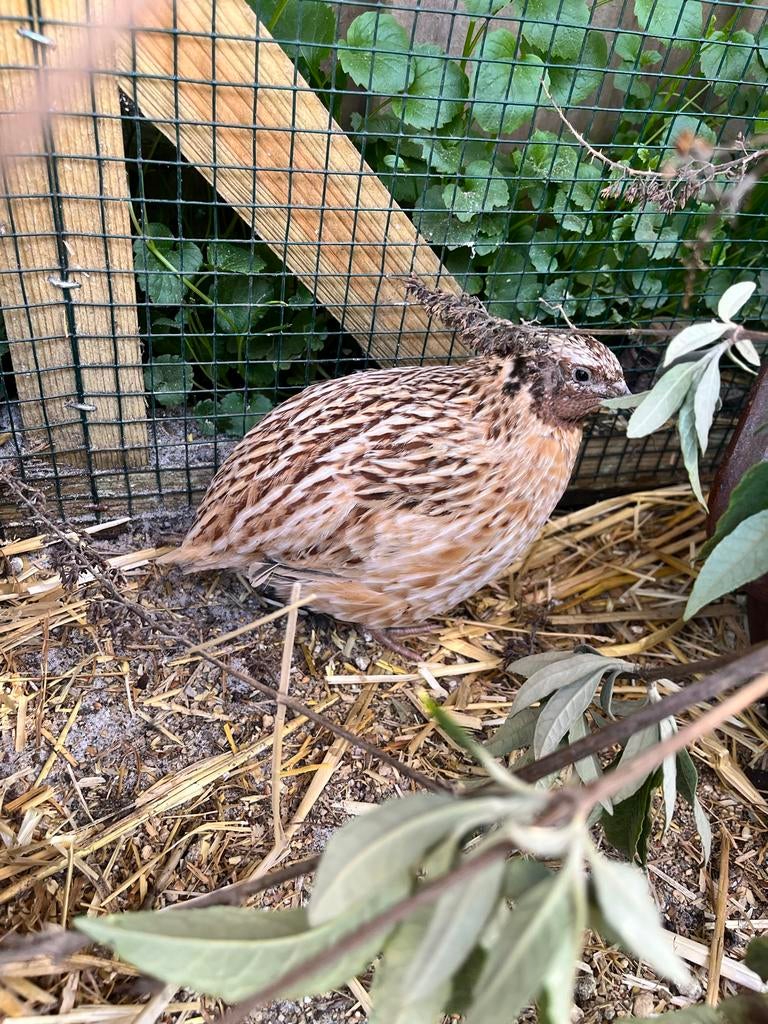 Japanse kwartel mannetjes, Dieren en Toebehoren, Vogels | Overige Vogels, Mannelijk