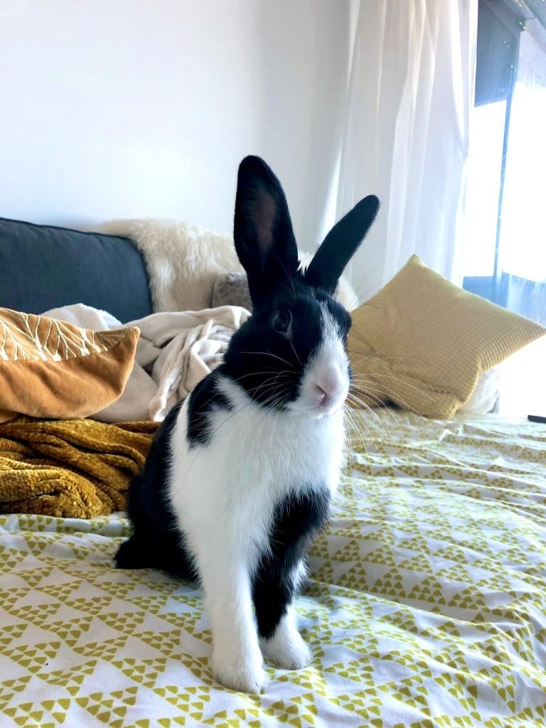 Hollander Konijn (5j) + Toebehoren + 10kg voer, Vrouwelijk, Klein, 3 tot 5 jaar