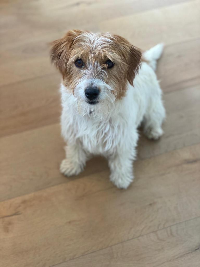 Herplaatsing : Jack Russel teefje 4 jaar oud, Jack Russell Terriër, Teef, Parvo, Eén hond