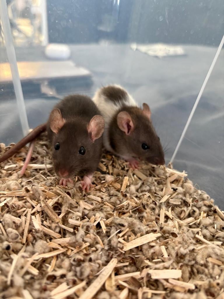 Baby dwerg ratten (per twee), Rat, Februari, Mannelijk, Tam