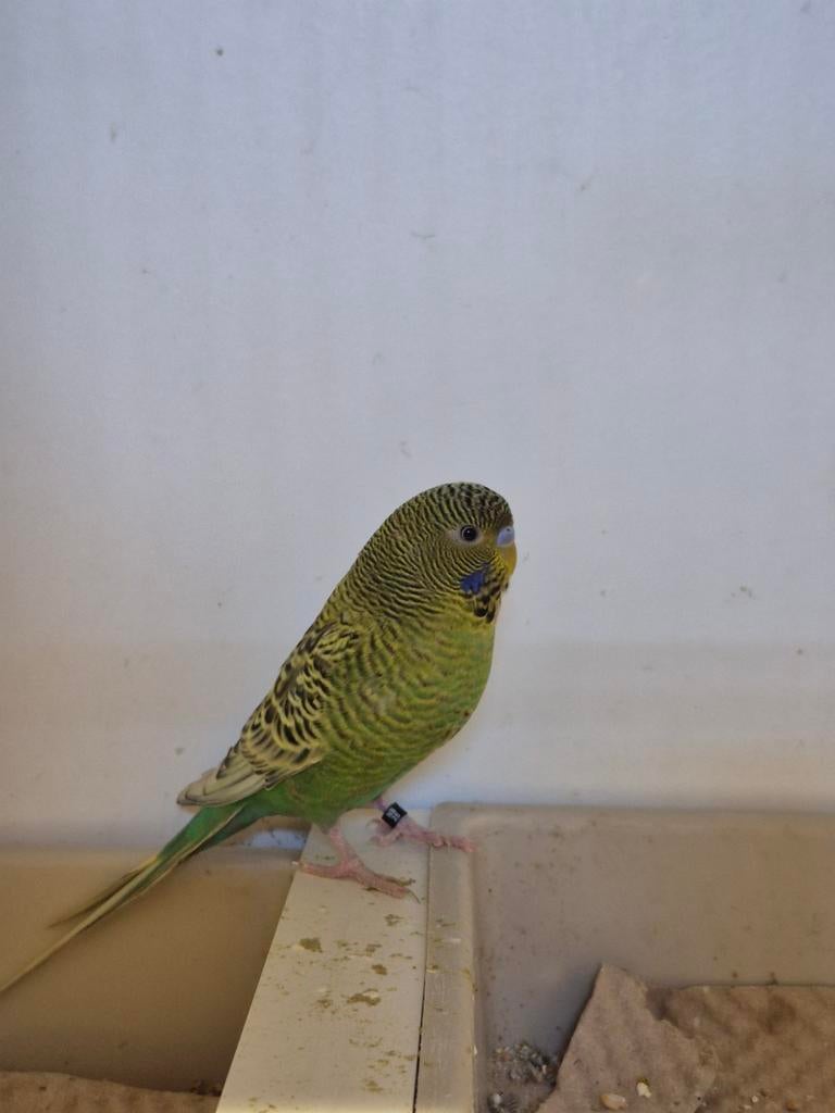 Blackface Melanistic spangle split blackwing, Meerdere dieren, Parkiet, Geringd