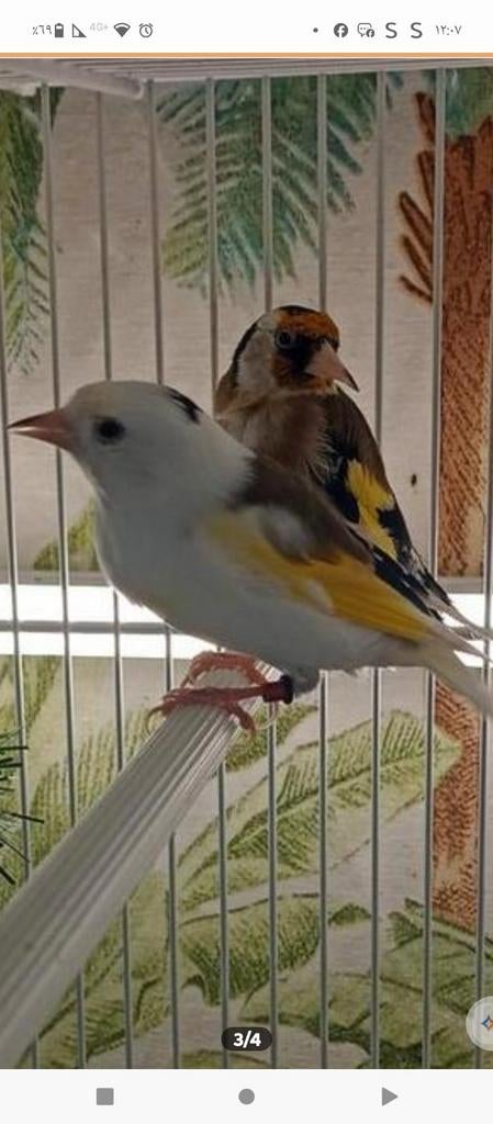 te koop parva pop van 2024 super gezond, Dieren en Toebehoren, Vogels | Overige Vogels, Vrouwelijk