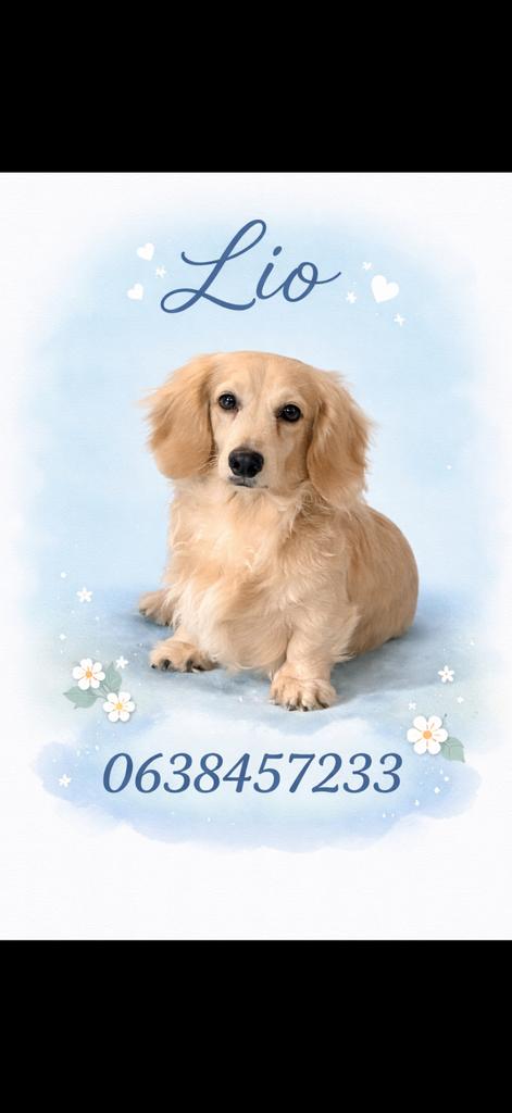 2 Dekreuen beschikbaar langharige cream en een merle reu, Dieren en Toebehoren, Honden | Dekreuen, Reu, Particulier, Meerdere