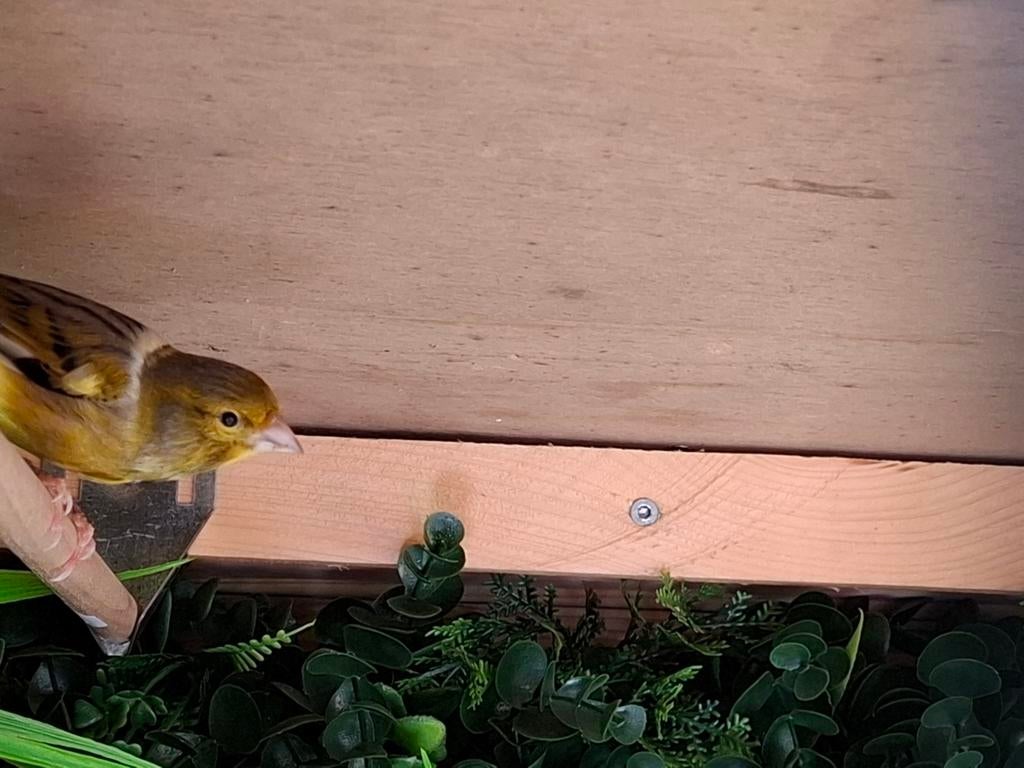 Timbrado., Mannelijk, Kleurkanarie