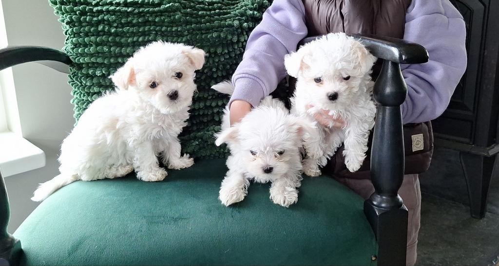 Maltezer pups. Rasecht. Ouders aanwezig., Dieren en Toebehoren, Parvo, Overige rassen, 8 tot 15 weken, Meerdere