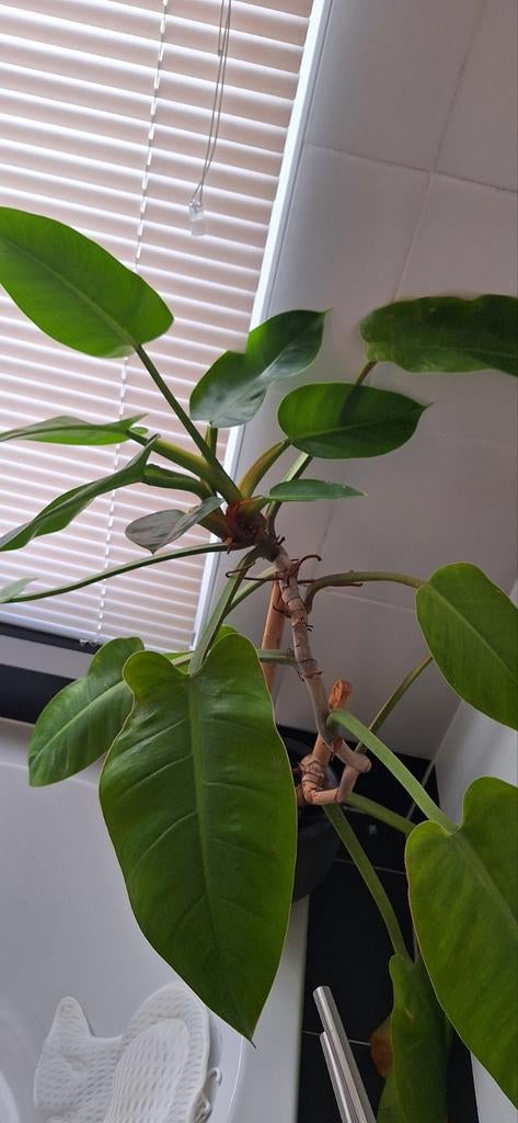 Twee grote kamerplanten inclusief potten, Ophalen, Ficus, Halfschaduw, In pot