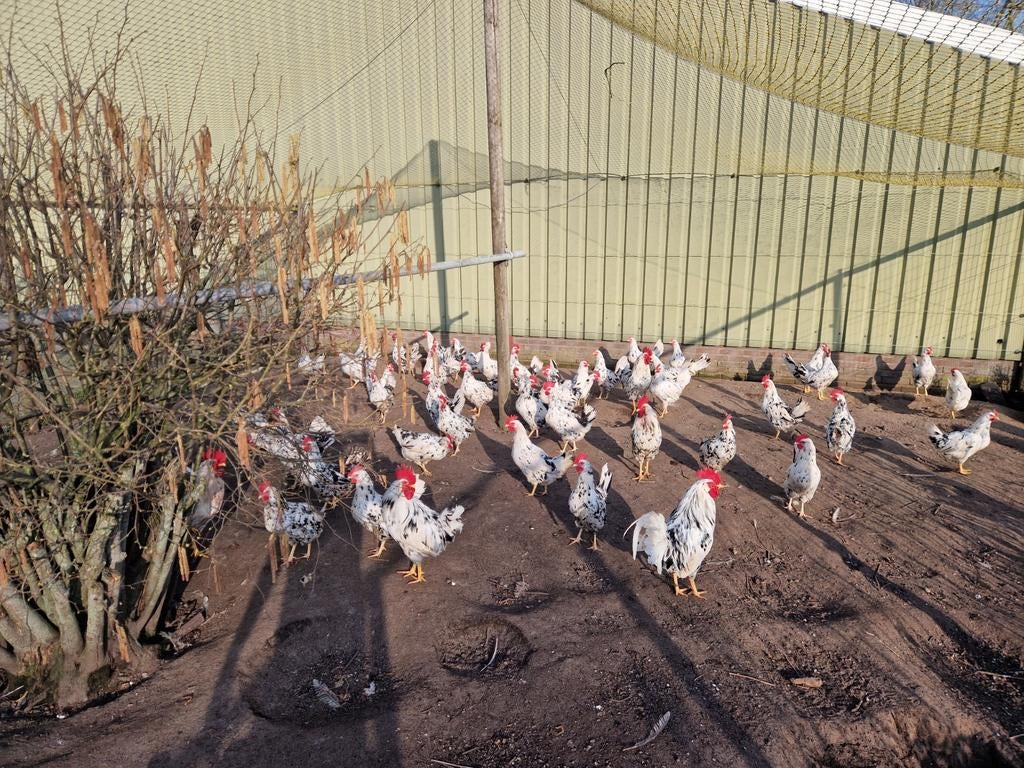 Bonte Leghorn leghennen te koop., Dieren en Toebehoren, Pluimvee, Vrouwelijk, Kip