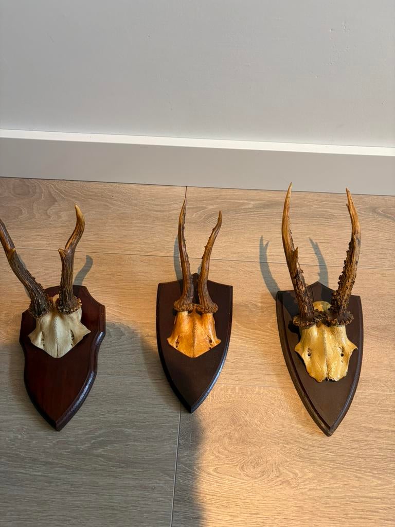 Klein ree gewei op schild, Ophalen of Verzenden, Zo goed als nieuw, Hert, Gewei of Kop