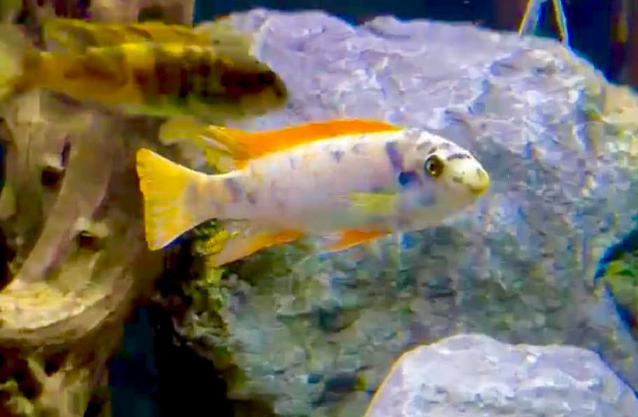 Labeotropheus mc OB ( eigen foto’s kweekdieren), Vis