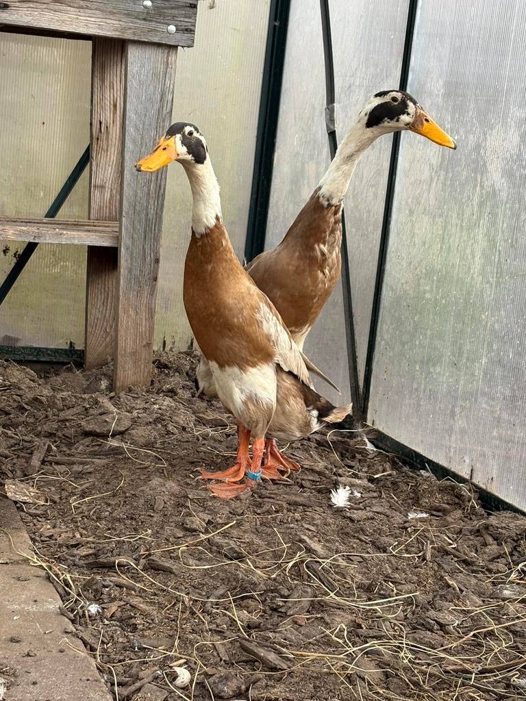 Indische Loopeenden, reebont, Eén persoon, Ticket of Toegangskaart