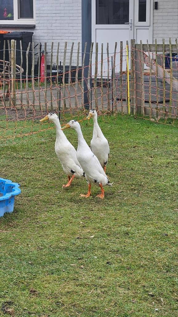 Loopeenden fleseenden, Dieren en Toebehoren, Pluimvee, Mannelijk, Eend