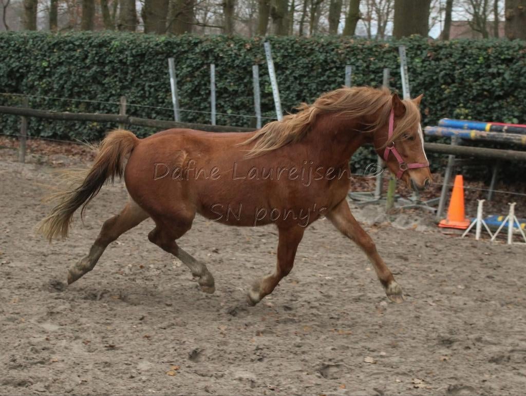 🩵 3 jarige welsh C pony ruin 🩵, Dieren en Toebehoren, Pony's, Met stamboom, Ruin, 3 tot 6 jaar, C pony (1.27m tot 1.37m)