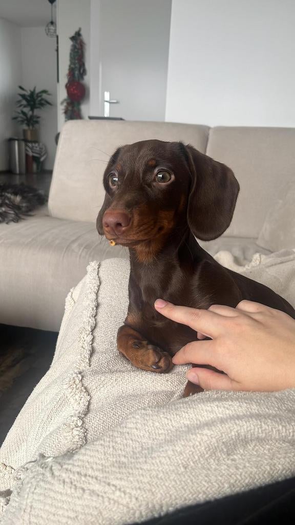 Teckel uitlater gezocht!, 15 weken tot 1 jaar, Teef, Dwerg, Eén hond