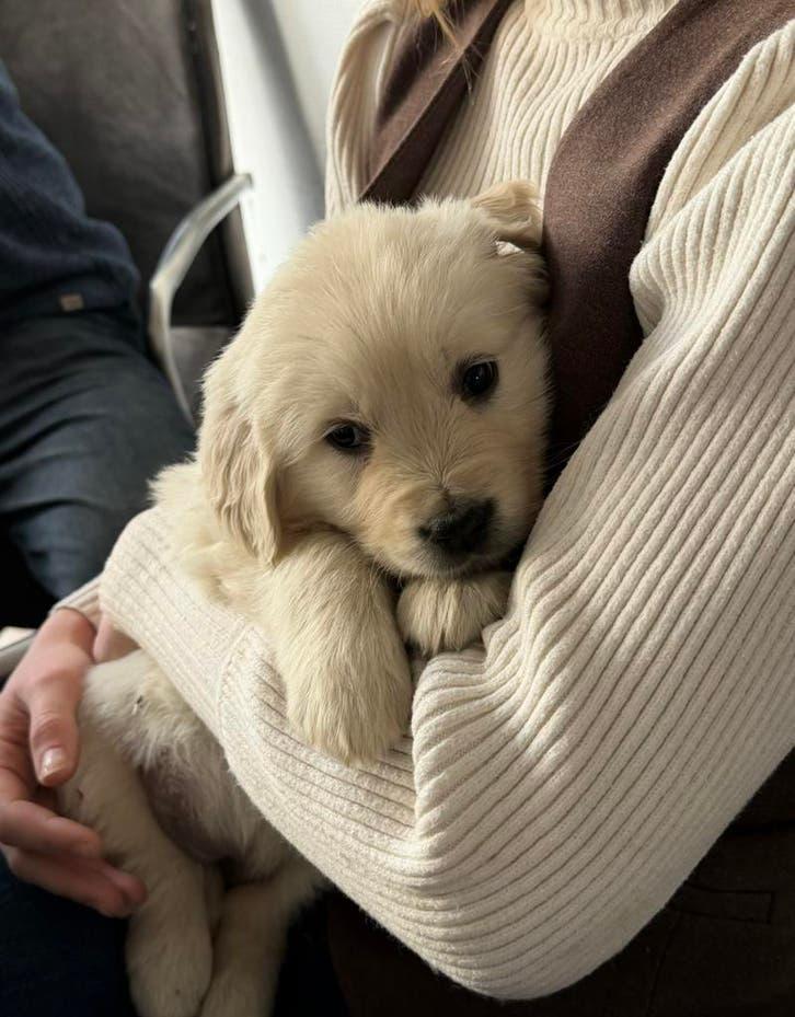 Golden Retriever, Golden retriever, Nederland, 8 tot 15 weken, Teef