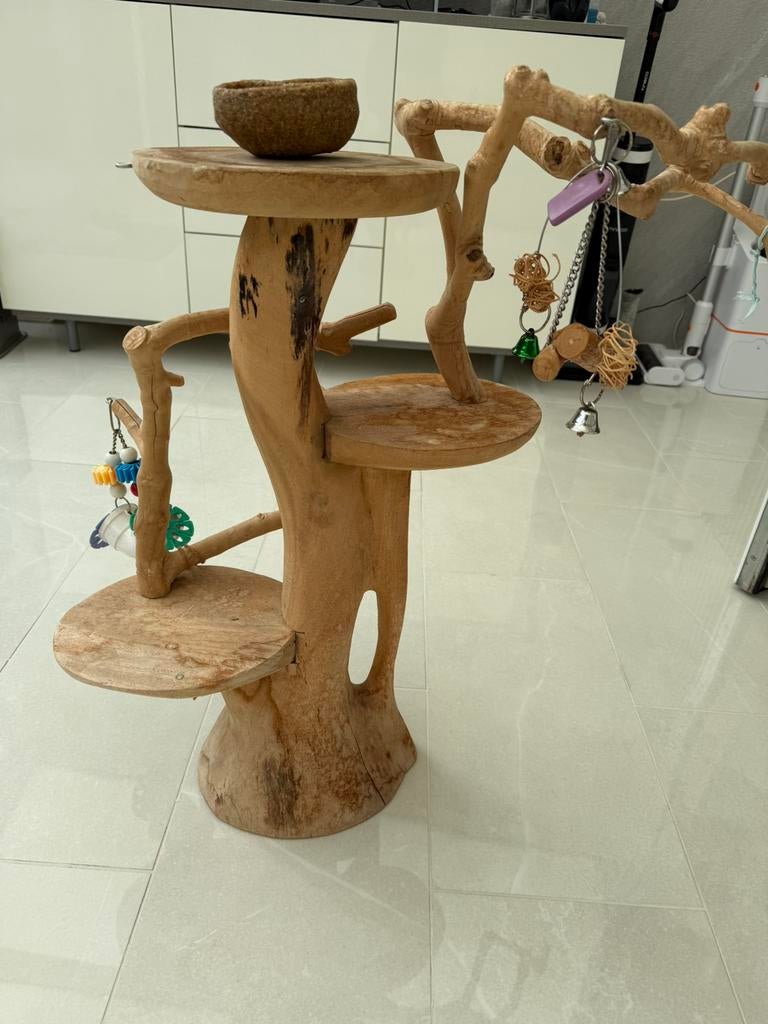 Javaboom, Mannelijk, Parkiet